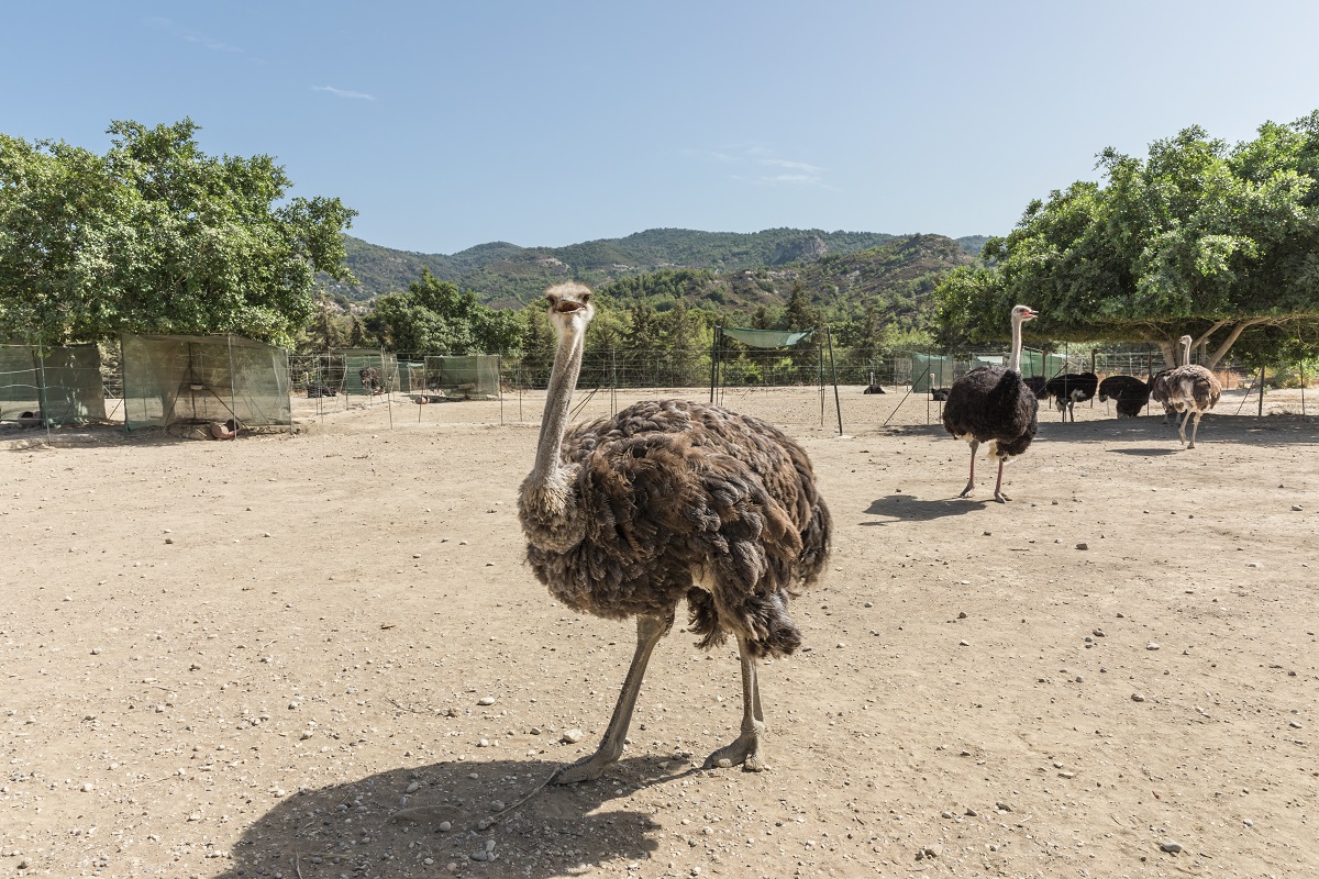 Farma petting farm (Farma of Rhodes) Rhodes - Vivato Greece