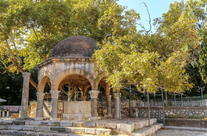 עץ הדולב של היפוקרטס