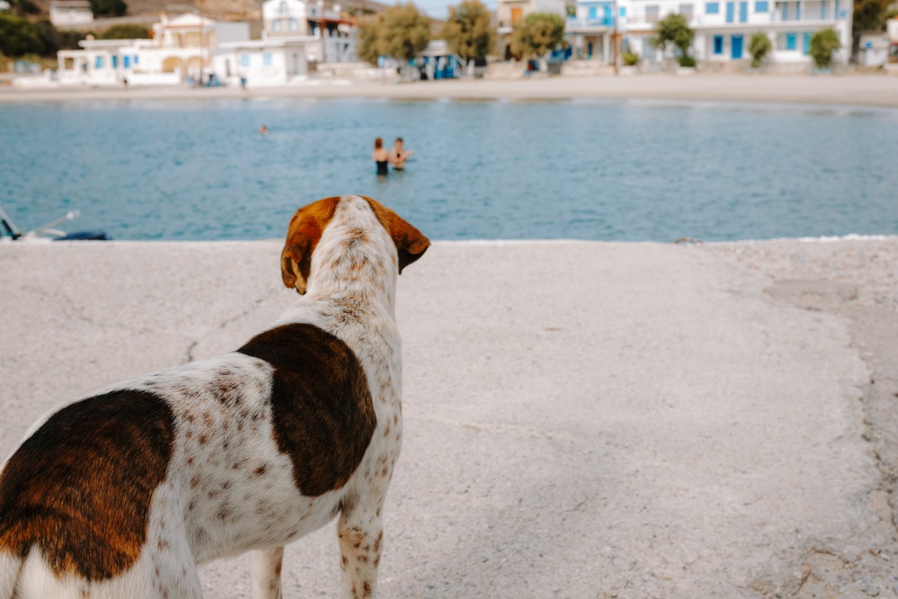 הטסת בעלי חיים